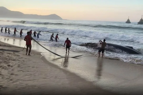 Morre baleia jubarte encalhada desde sábado no Rio de Janeiro