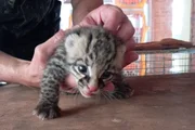 Filhote de felino é encontrado em fazenda de SP após fortes chuvas Filhote de felino é encontrado em fazenda de SP após fortes chuvas