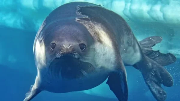 foca-de-ross
