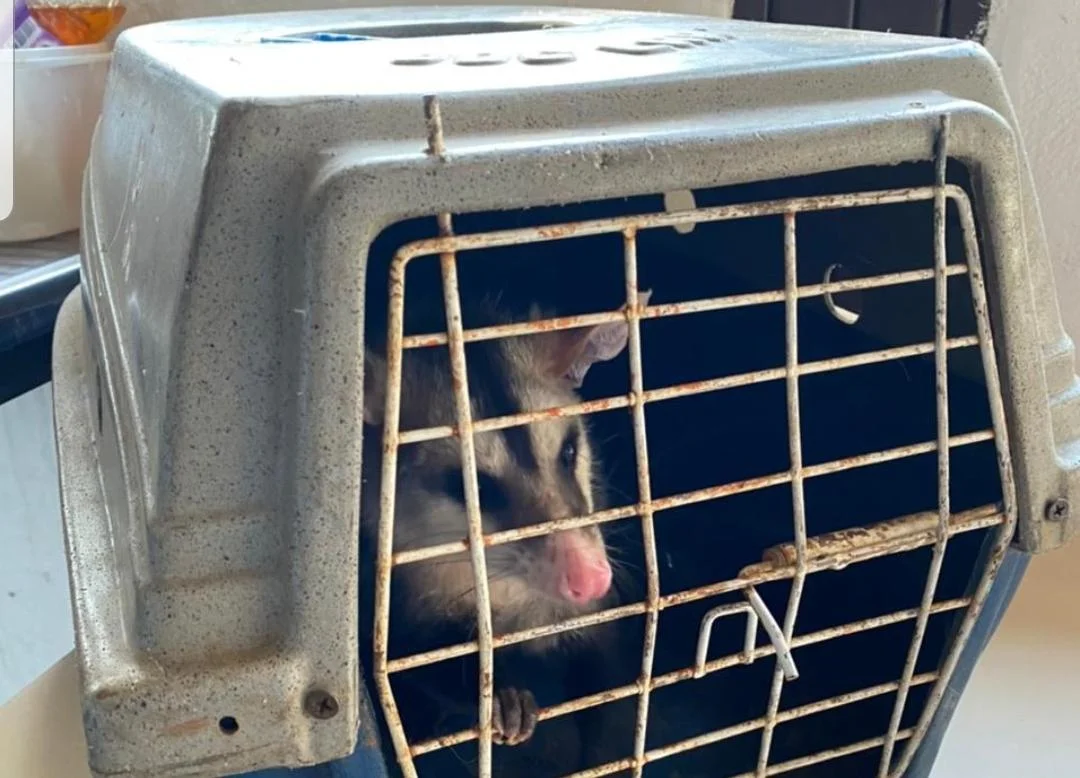 Faz parte do dia a dia do Batalhão de Polícia Militar Ambiental (BPMA) o resgate de animais silvestres por todo o Distrito Federal Faz parte do dia a dia do Batalhão de Polícia Militar Ambiental (BPMA) o resgate de animais silvestres por todo o Distrito Federal