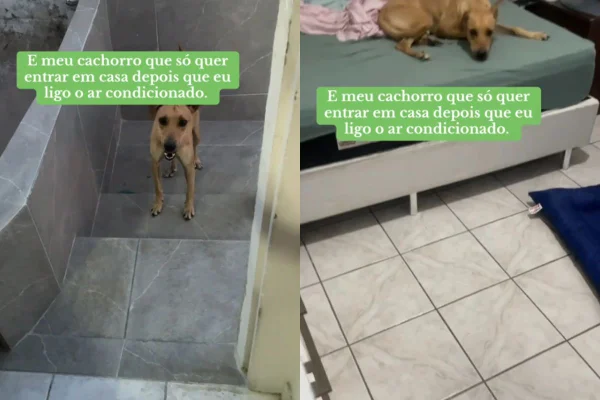 Foto colorida de um cachorro na porta - Metrópoles