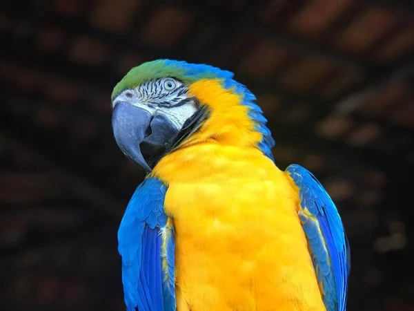 Cadê Tereza? Arara Canindé desaparece da reserva Chapada Imperial
