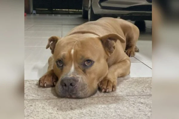 Imagem colorida de um cachorrinho deitado no chão de uma casa - Metrópoles