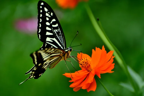 Imagem de borboleta preta e branca em borboleta laranja - Metrópoles