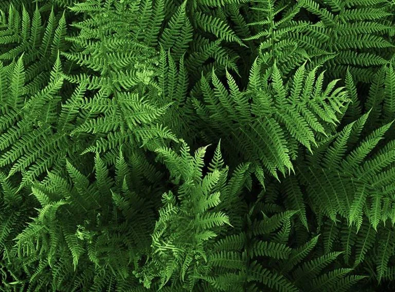 <b>Samambaia (Nephrolepis polypodium):</b> Existem muitas espécies de samambaia e todas são tóxicas para cães e gatos. Sua ingestão prejudica a produção de glóbulos vermelhos e provoca sinais agudos como sangramentos, pontinhos vermelhos pelas mucosas da boca e sangue na urina. Em casos crônicos, podem causar grave anemia <b>Samambaia (Nephrolepis polypodium):</b> Existem muitas espécies de samambaia e todas são tóxicas para cães e gatos. Sua ingestão prejudica a produção de glóbulos vermelhos e provoca sinais agudos como sangramentos, pontinhos vermelhos pelas mucosas da boca e sangue na urina. Em casos crônicos, podem causar grave anemia