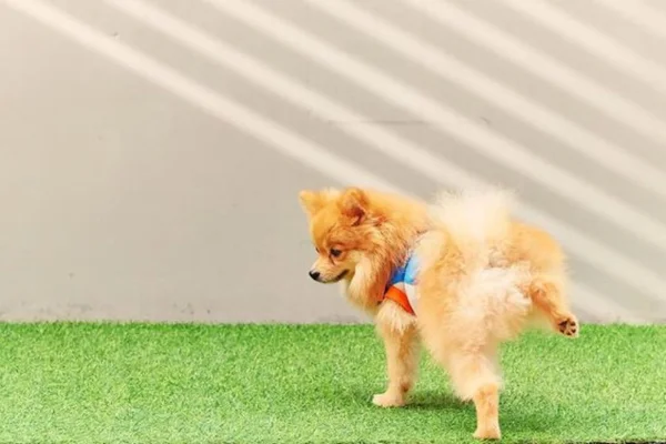 cachorro fazendo xixi