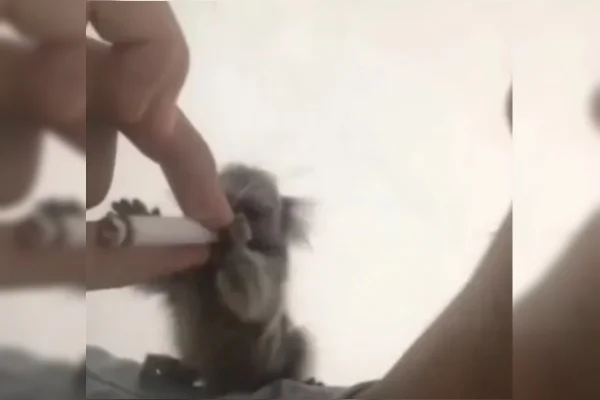 Sagui fumando maconha