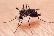 O Aedes aegypti apresenta hábitos diurnos, pode ser encontrado em áreas urbanas e necessita de água parada para permitir que as larvas se desenvolvam e se tornem adultas, após a eclosão dos ovos, dentro de 10 dias O Aedes aegypti apresenta hábitos diurnos, pode ser encontrado em áreas urbanas e necessita de água parada para permitir que as larvas se desenvolvam e se tornem adultas, após a eclosão dos ovos, dentro de 10 dias