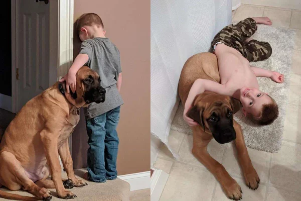 montagem com duas fotos com cachorro marrom e menino, uma os dois estão deitados no chão e no outro o cao está sentado ao lado do menino que esta com a cabeça encostada na parede em pe