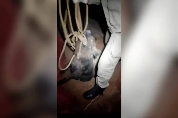 imagem colorida cachorro resgatado apos cair buraco luziania