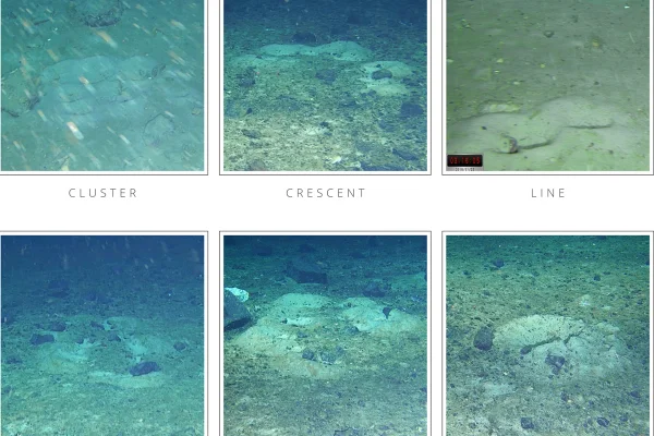 Imagem colorida ninho de peixes encontrados na Antartica - Metrópoles