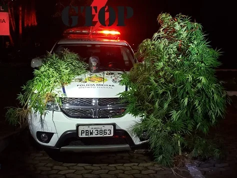 Vídeo: PM flagra homem com 17 pés de maconha no Distrito Federal