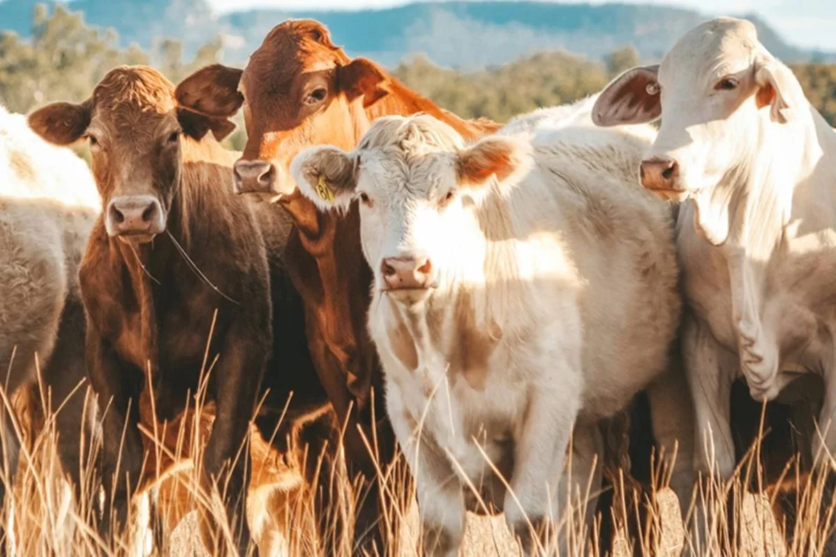 Em 2025, o Brasil exportou US$ 1,049 bilhão, cerca de R$ 5,7 bilhões, em carne bovina para o bloco Em 2025, o Brasil exportou US$ 1,049 bilhão, cerca de R$ 5,7 bilhões, em carne bovina para o bloco
