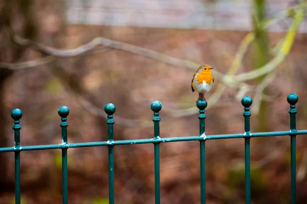 Ouvir pássaros cantando em casa pode ser um bom sinal sobre seu jardim