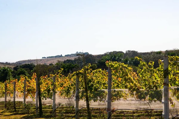 Seis características das uvas Chardonnay (a rainha dos vinhos brancos)