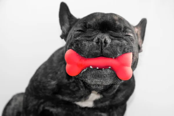 Brinquedo limpa dente de cachorro