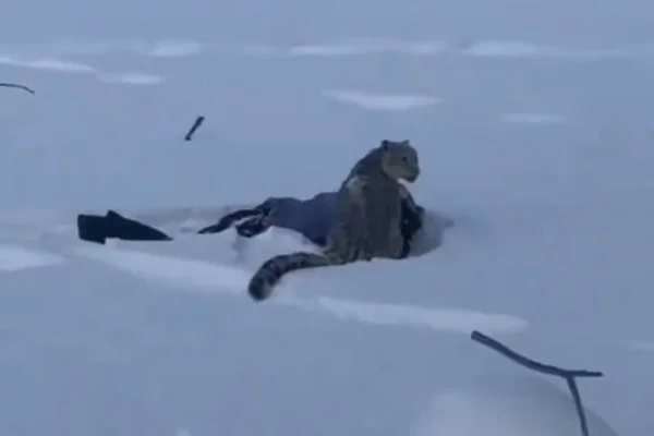 Captura de tela mostra leopardo atacando mulher na China - Metrópoles