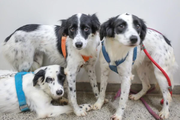 Foto colorida de cachorros com coleira