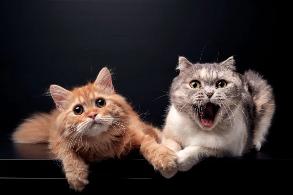 foto colorida de gato amarelo e gato bicolor