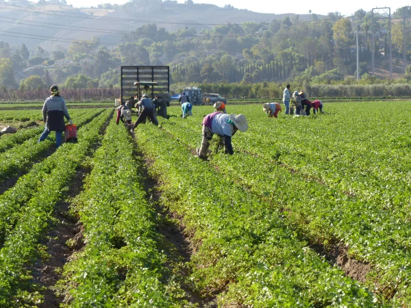 Saiba como ampliar sua produção com o BNDES Crédito Rural