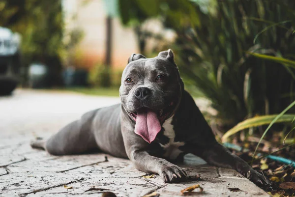 cachorro deitado no chão