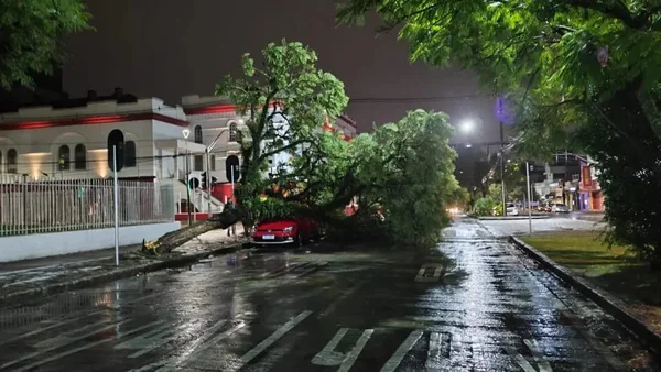 Imagem colorida de árvore caída e destruída em Curitiba após Ciclone - Metrópoles