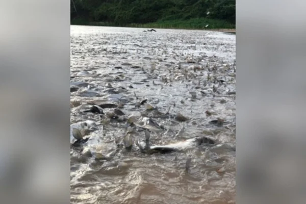 rio araguaia peixes piracema