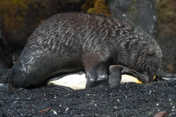 Imagem colorida de foca violentando pinguim - Metrópoles