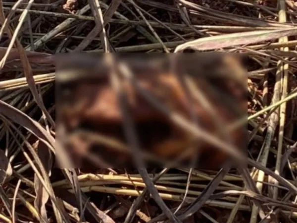 Criança encontra ossada humana em matagal enquanto soltava pipa