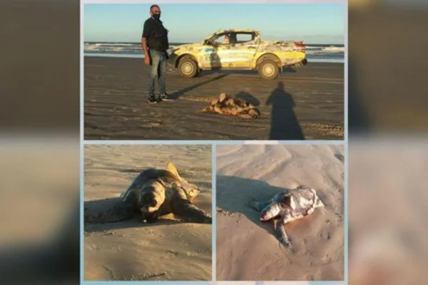 Quase 300 tartarugas marinhas foram encontradas mortas em SE este ano