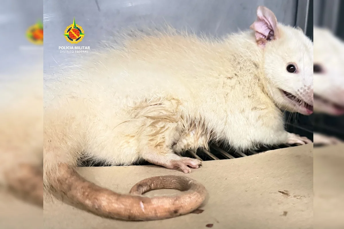 Saruê albino é resgatado pela PMDF