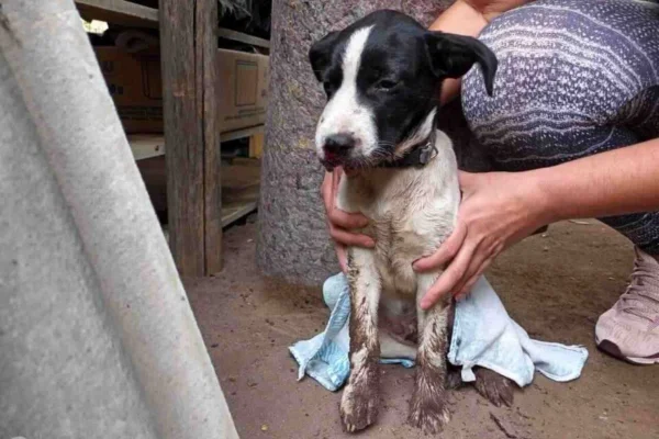 Imagem colorida, cachorro sacrificado por tutora que contratou homem para mata-lo - Metrópoles