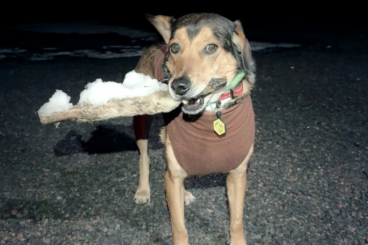 Cachorro Poze, morto em viagem com tutores para a Argentina Cachorro Poze, morto em viagem com tutores para a Argentina