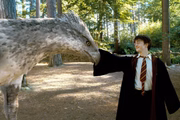 Cena de Harry Potter e o Prisioneiro de Azkaban Cena de Harry Potter e o Prisioneiro de Azkaban