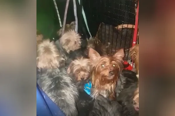 Após denúncia, polícia resgata 32 animais em canil clandestino