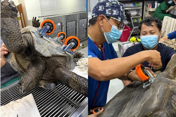 Tartaruga gigante ganha “rodinhas” após dificuldade de locomoção