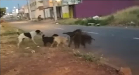 GO: ameaçado de extinção, tamanduá-bandeira é atacado por cães; vídeo