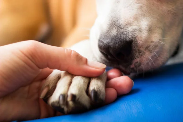 Foto colorida de um cachorro e um humano - Metrópoles