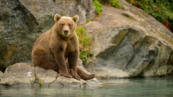Urso no Brasil? Saiba por que eles não cruzam fronteiras com o país