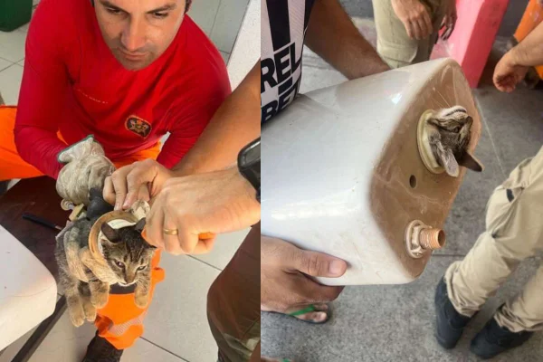 Imagem colorida de gato preso em caixa de vaso sanitário