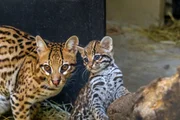 Nova moradora: filhote de jaguatirica nasce no zoológico de São Paulo - imagem 5