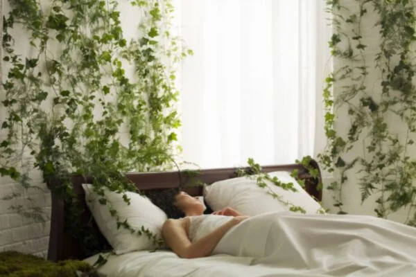 Plantas que fazem dormir melhor
