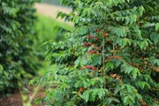 Coffee tree