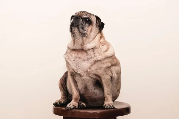 Alerta: obesidade afeta mais de 50% dos pets em todo o mundo