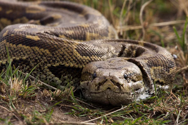 Retrato da cabeça de uma cobra píton-africana (Python sebae). Reserva Nacional Masai Mara, Quênia. Setembro de 2008.
