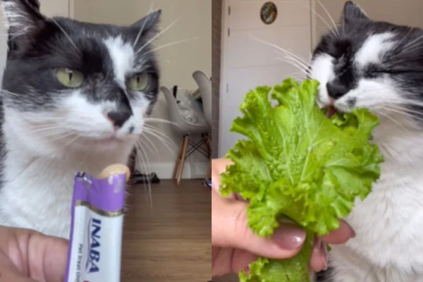 Fitness! Gata prefere salada a petisco “queridinho” dos felinos