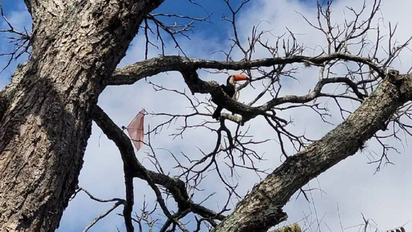 Bombeiros resgatam tucano preso a uma linha de pipa em MG