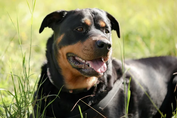 Foto colorida de cachorro grande de cor preta, deitado em ambiente aberto - Metrópoles.