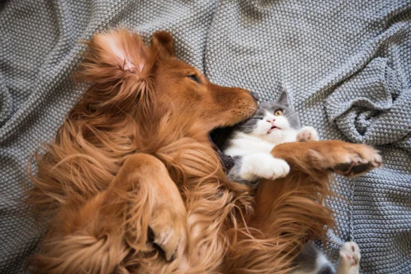 Imagem colorida de cachorro golden retriever mordendo a cabeça de um gato