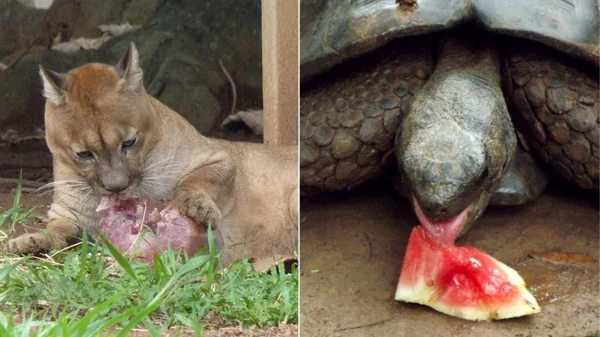 Montagem fotográfica mostra onça parda e tartaruga comendo lado a lado